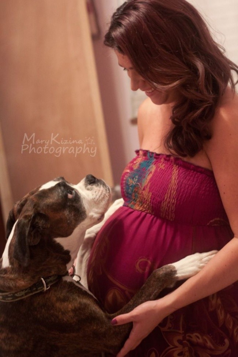 19 perros que realmente esperan tener bebés 19 perros que realmente esperan tener bebés