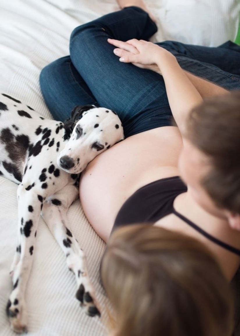 19 perros que realmente esperan tener bebés 19 perros que realmente esperan tener bebés