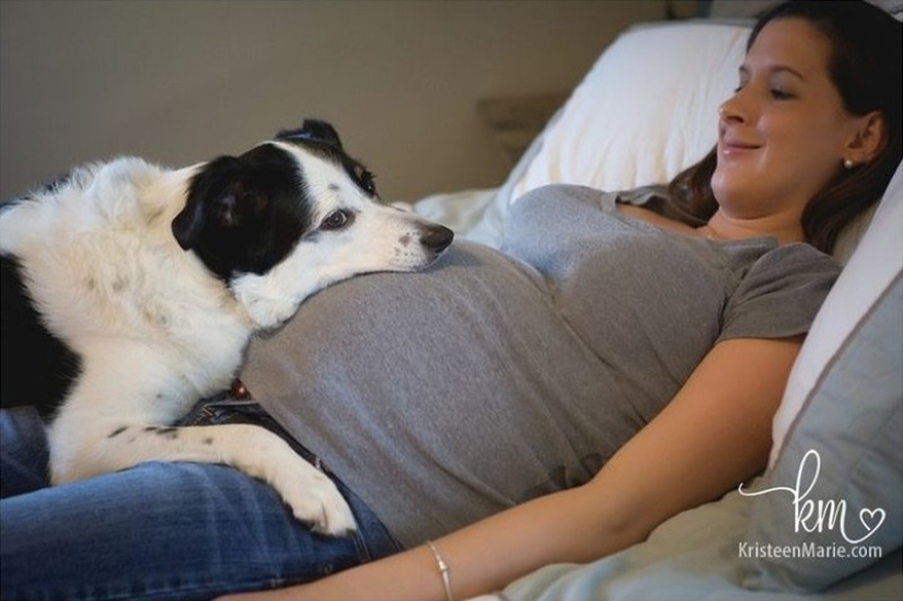 19 perros que realmente esperan tener bebés 19 perros que realmente esperan tener bebés