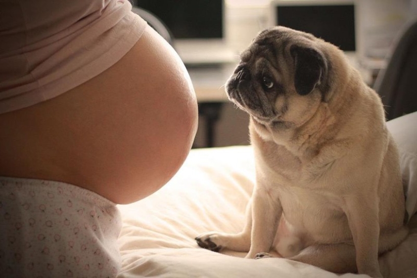 19 perros que realmente esperan tener bebés 19 perros que realmente esperan tener bebés
