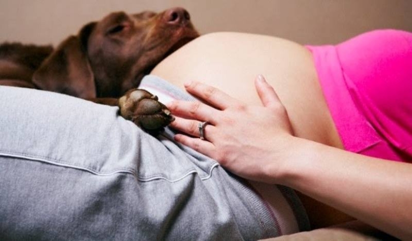 19 perros que realmente esperan tener bebés 19 perros que realmente esperan tener bebés