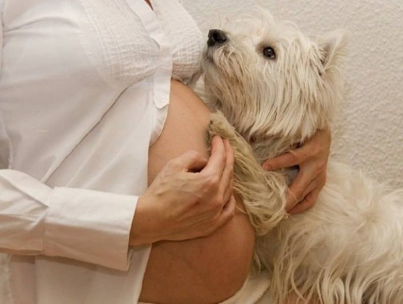 19 perros que realmente esperan tener bebés 19 perros que realmente esperan tener bebés