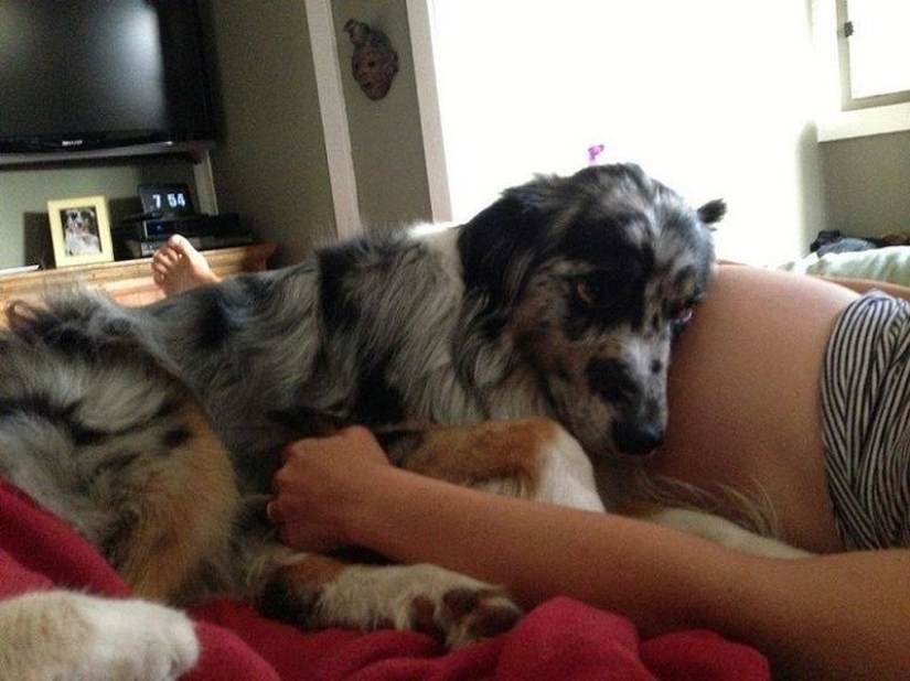 19 perros que realmente esperan tener bebés 19 perros que realmente esperan tener bebés