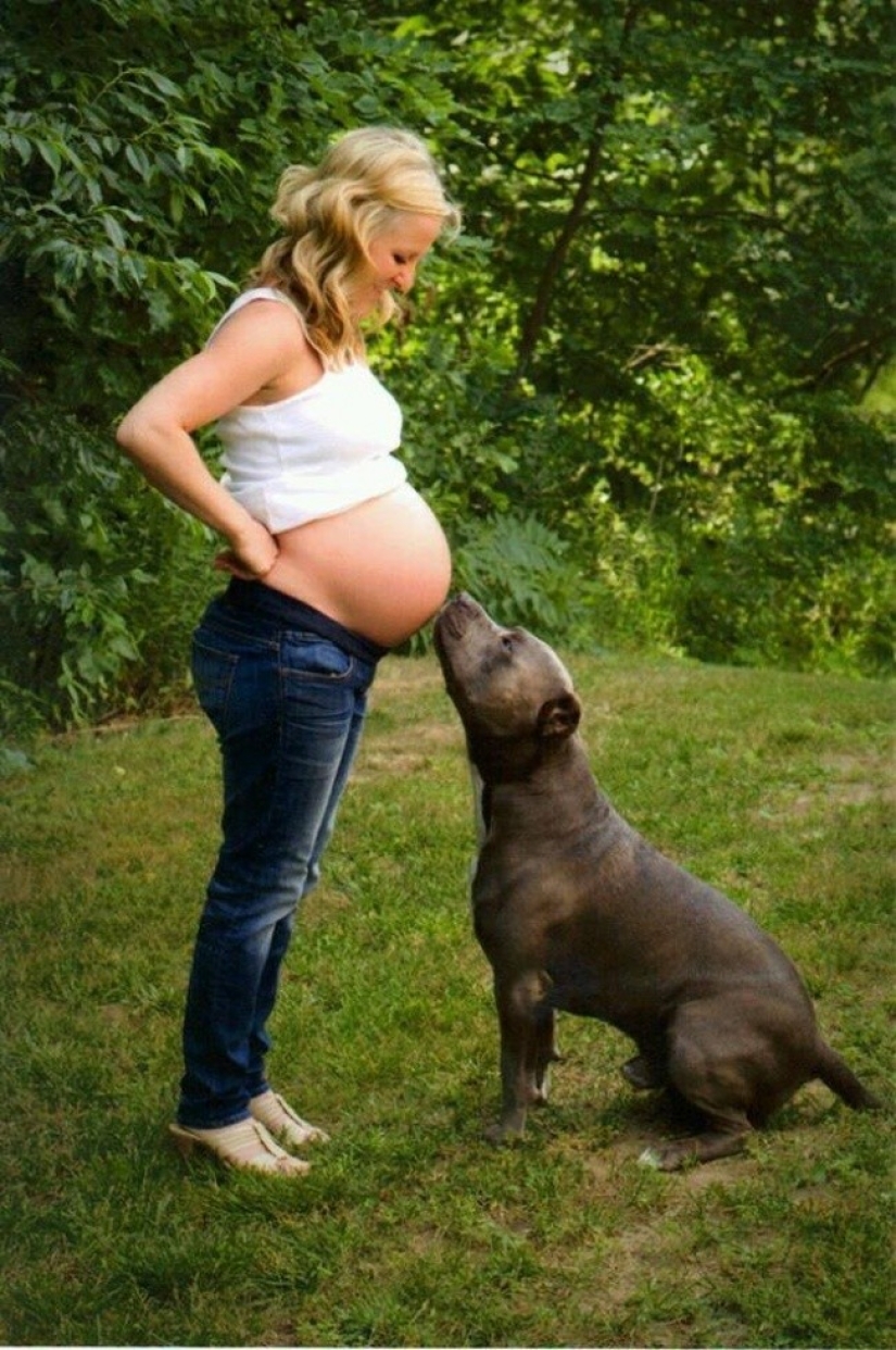 19 perros que realmente esperan tener bebés 19 perros que realmente esperan tener bebés