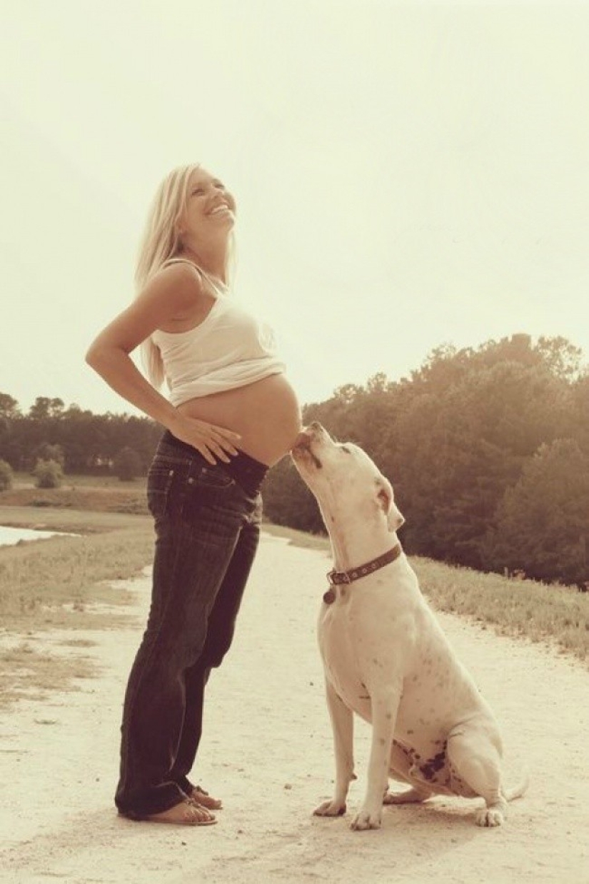 19 perros que realmente esperan tener bebés 19 perros que realmente esperan tener bebés