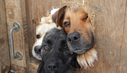 19 perros que solo querían decir hola