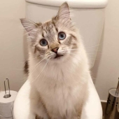 19 Times When Cats Had No Idea How Spoiled They Are