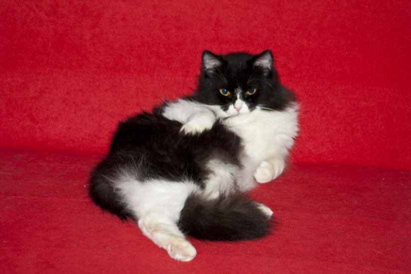 20 animales divertidos que se creen muy sexys