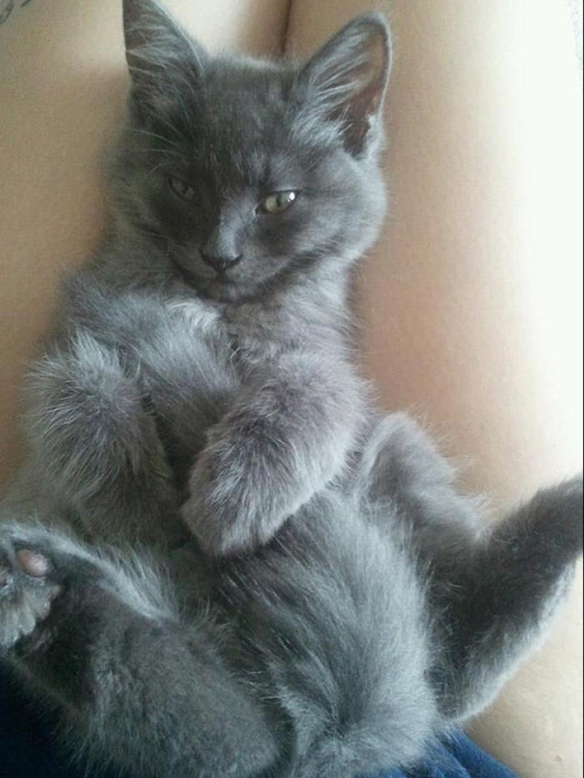 20 animales divertidos que se creen muy sexys