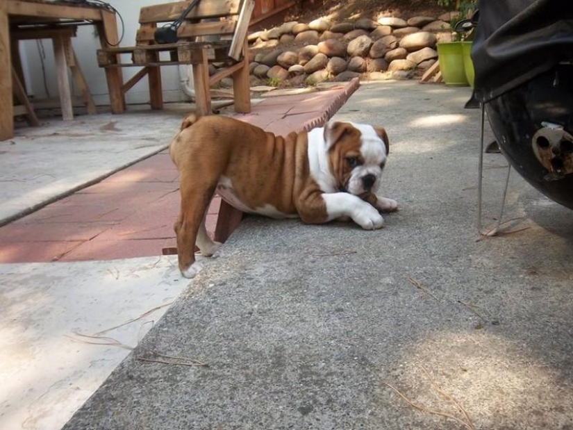 20 animales divertidos que se creen muy sexys