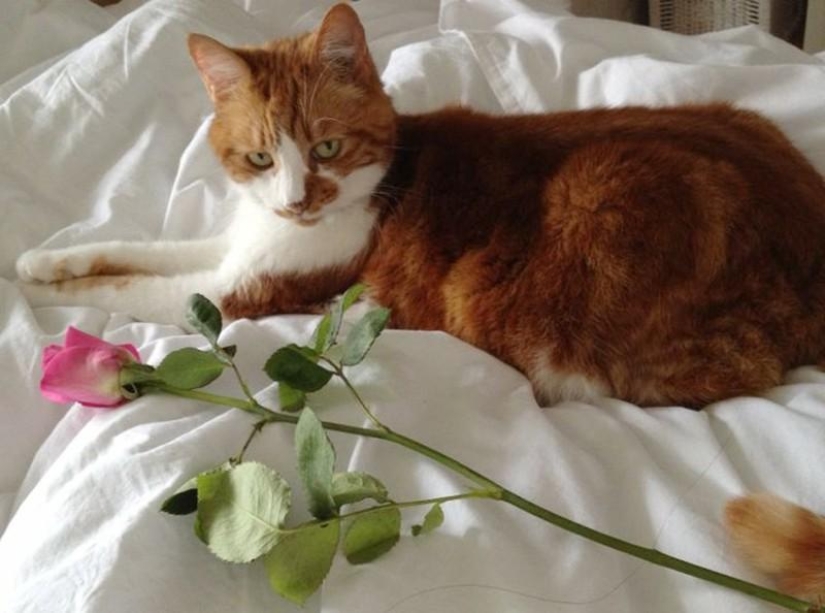 20 animales divertidos que se creen muy sexys