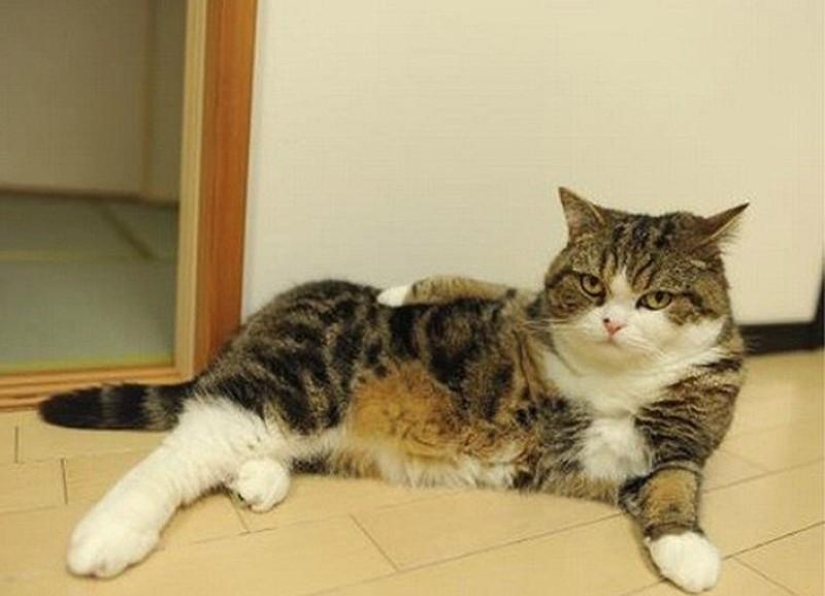 20 animales divertidos que se creen muy sexys