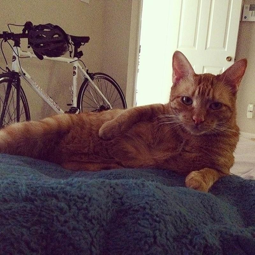 20 animales divertidos que se creen muy sexys