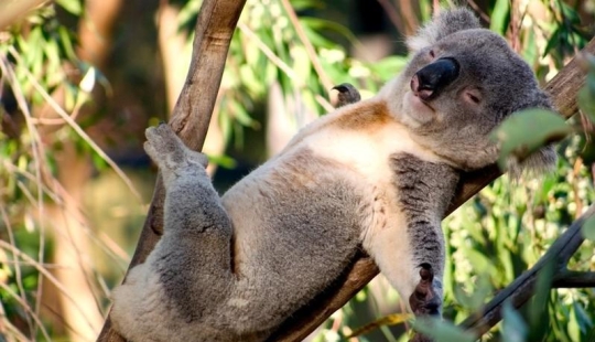 20 animales divertidos que se creen muy sexys