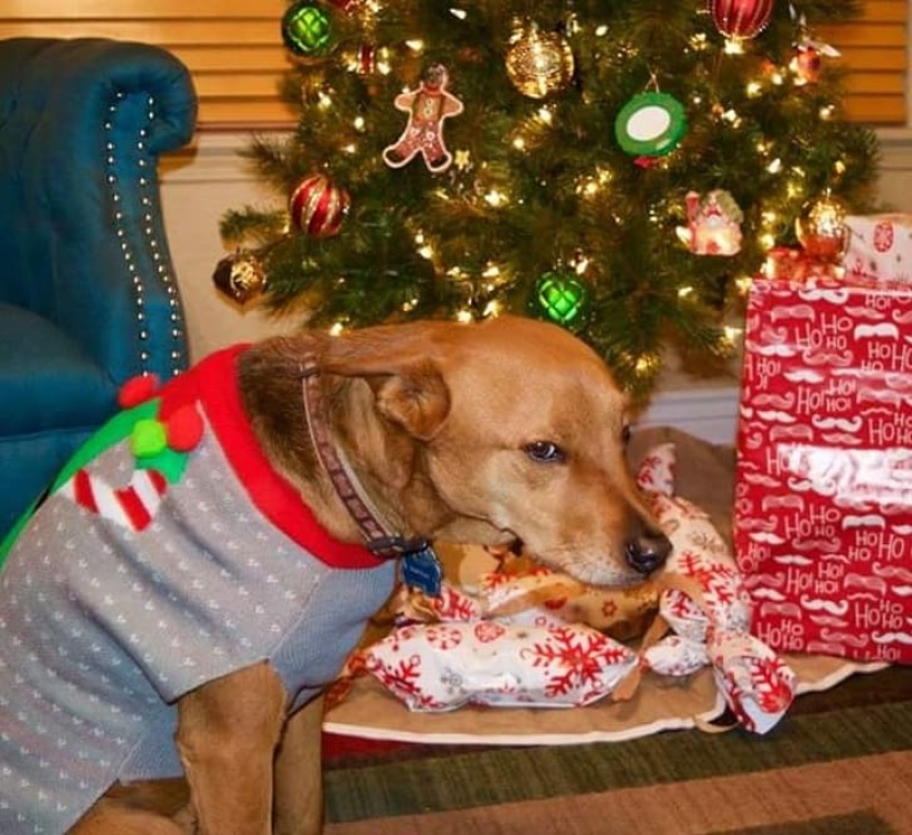 20 animales que odian el Año Nuevo y todo lo relacionado con él 20 animales que odian el Año Nuevo y todo lo relacionado con él