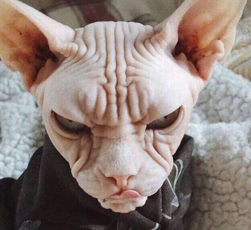 20 animales viciosos que están mejor sin cruzar la calle