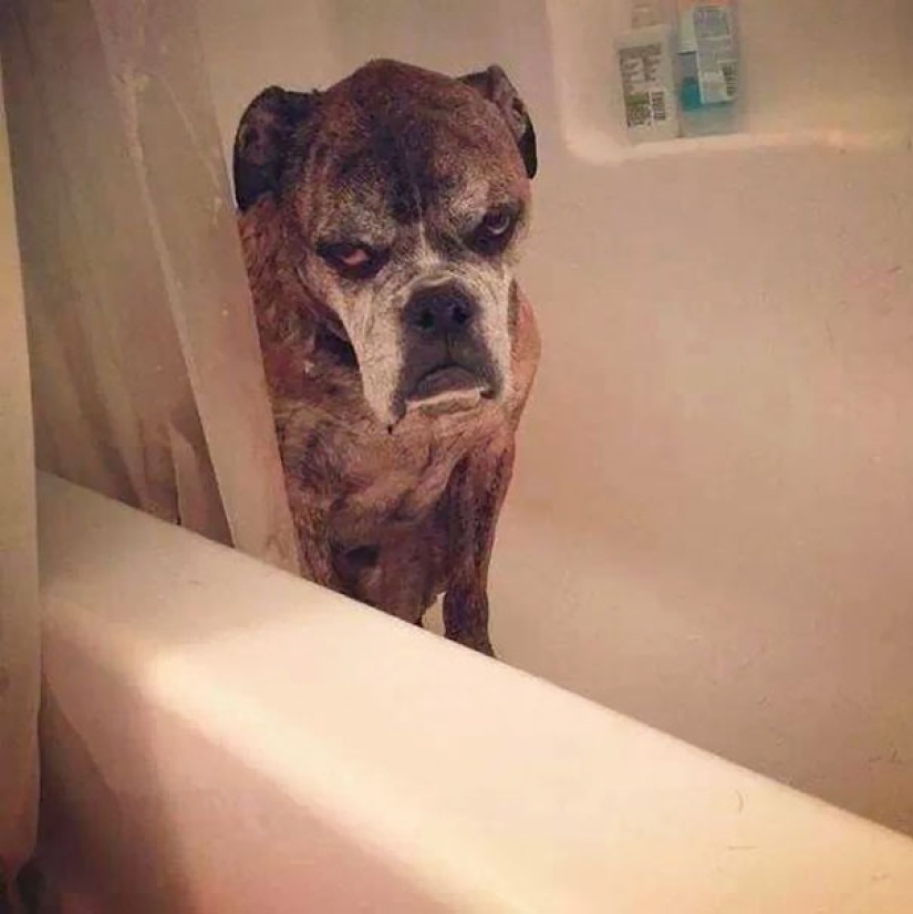 20 animales viciosos que están mejor sin cruzar la calle
