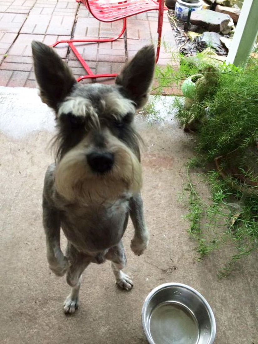 20 animales viciosos que están mejor sin cruzar la calle