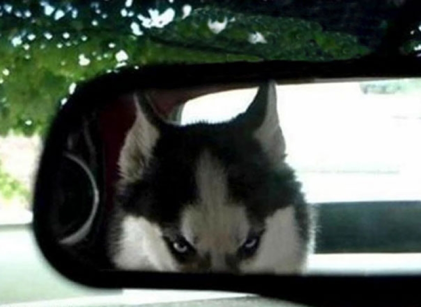 20 animales viciosos que están mejor sin cruzar la calle