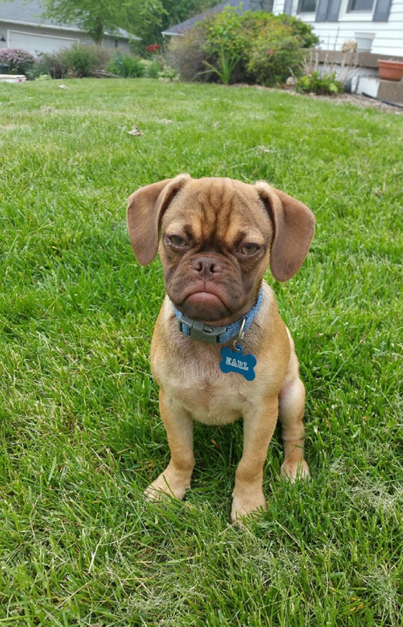 20 animales viciosos que están mejor sin cruzar la calle