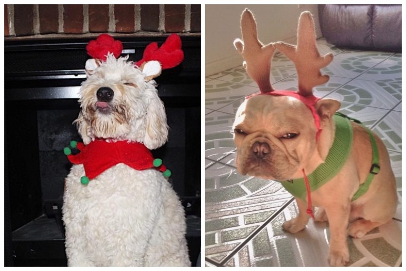 20 animals that hate the New Year and everything connected with it 20 animals that hate the New Year and everything connected with it