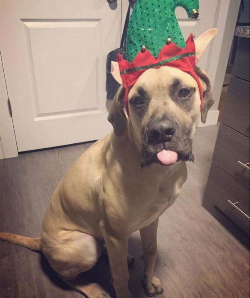 20 animals that hate the New Year and everything connected with it 20 animals that hate the New Year and everything connected with it