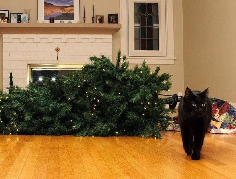 20 animals that hate the New Year and everything connected with it 20 animals that hate the New Year and everything connected with it