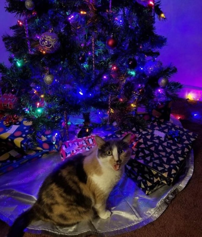 20 animals that hate the New Year and everything connected with it 20 animals that hate the New Year and everything connected with it