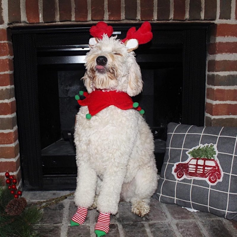 20 animals that hate the New Year and everything connected with it 20 animals that hate the New Year and everything connected with it