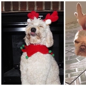 20 animals that hate the New Year and everything connected with it