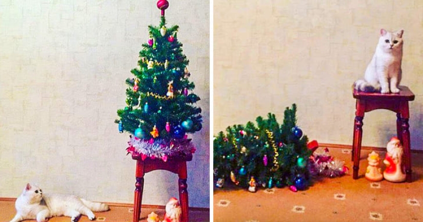 20 animals that hate the New Year and everything connected with it 20 animals that hate the New Year and everything connected with it