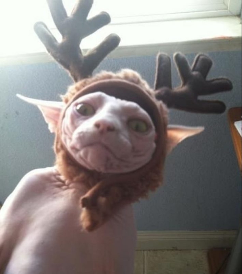 20 animals that hate the New Year and everything connected with it 20 animals that hate the New Year and everything connected with it