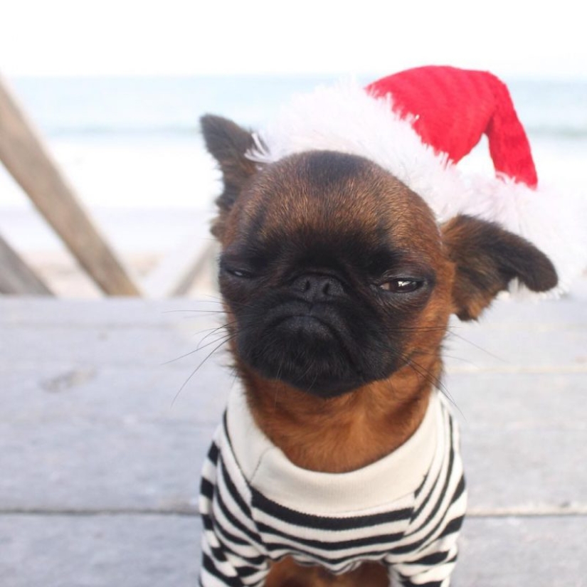 20 animals that hate the New Year and everything connected with it 20 animals that hate the New Year and everything connected with it