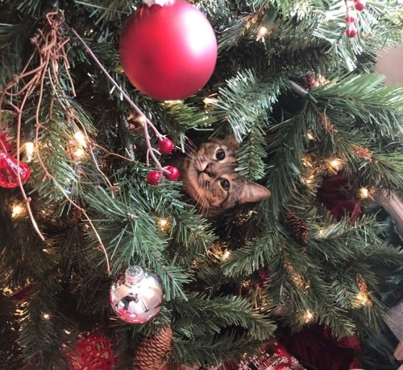 20 animals that hate the New Year and everything connected with it 20 animals that hate the New Year and everything connected with it