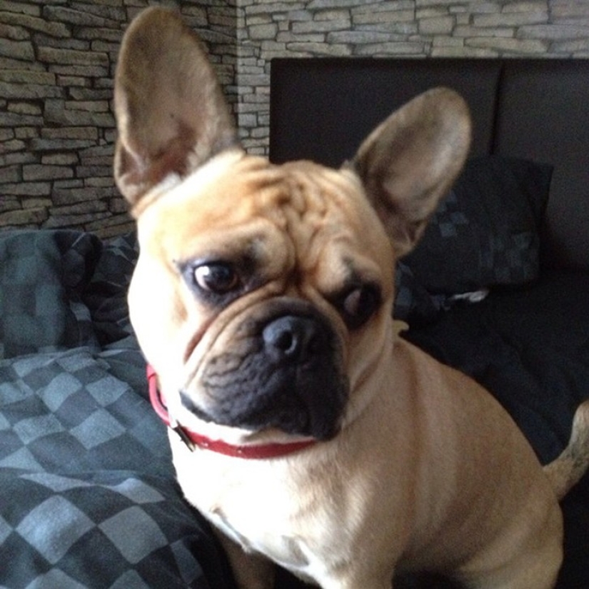 20 cutest mixed breed dogs that will make you fall in love with them! 20 cutest mixed breed dogs that will make you fall in love with them!