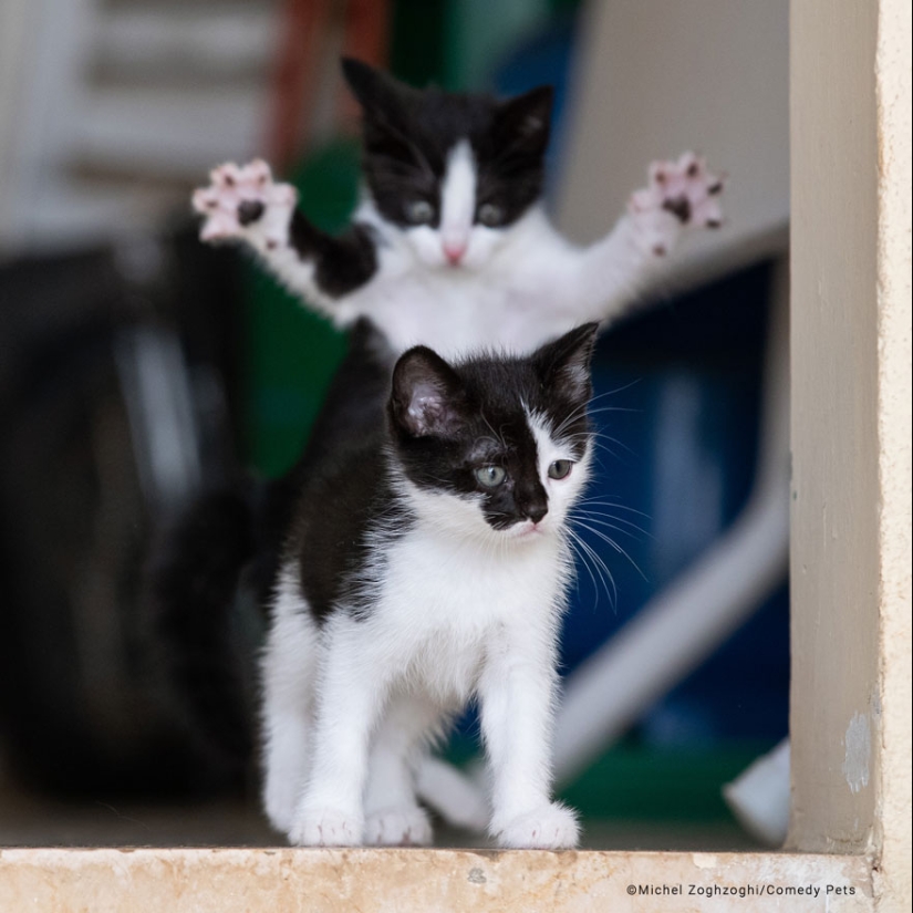 20 Finalists From The Comedy Pet Awards 2023 That Made People Crack Up