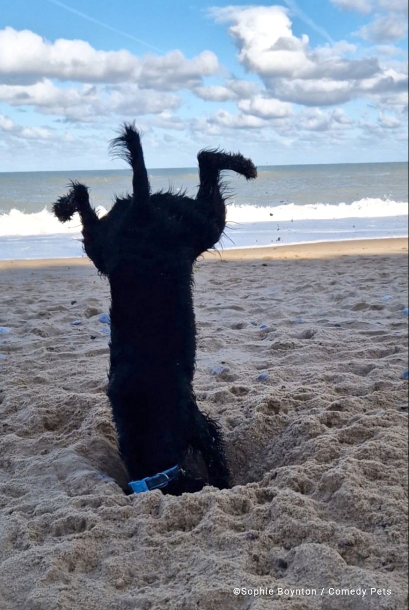 20 Finalists From The Comedy Pet Awards 2023 That Made People Crack Up