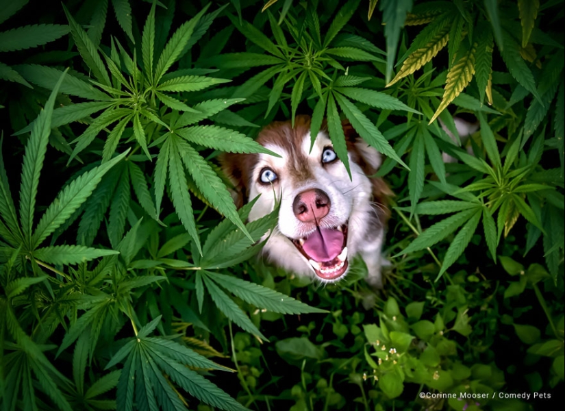 20 Finalists From The Comedy Pet Awards 2023 That Made People Crack Up