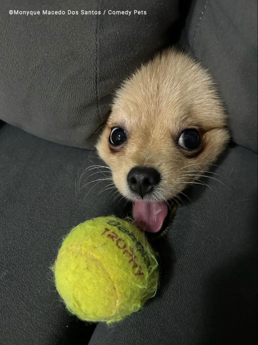 20 Finalists From The Comedy Pet Awards 2023 That Made People Crack Up