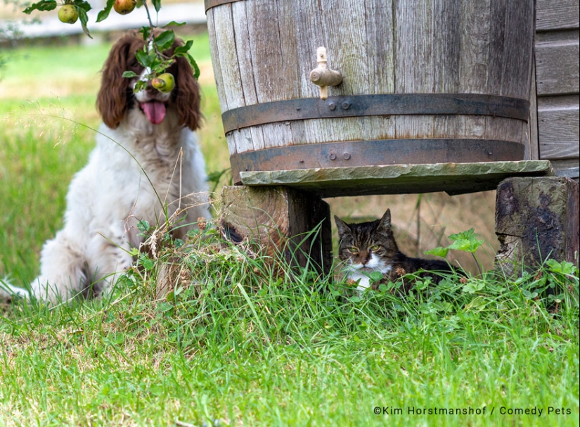 20 Finalists From The Comedy Pet Awards 2023 That Made People Crack Up