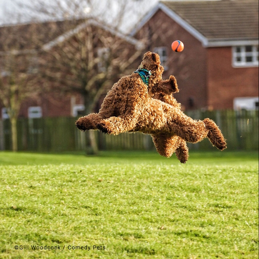 20 Finalists From The Comedy Pet Awards 2023 That Made People Crack Up