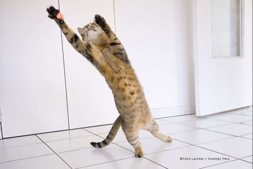 20 Finalists From The Comedy Pet Awards 2023 That Made People Crack Up