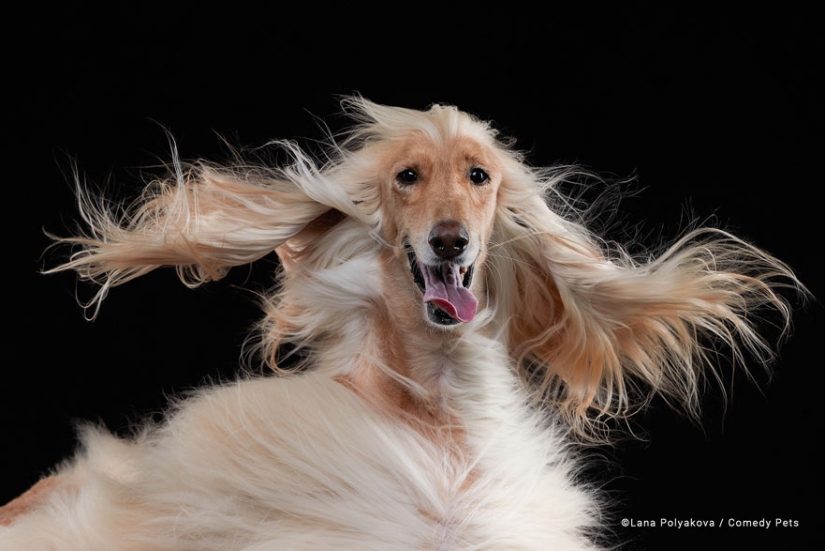20 Finalists From The Comedy Pet Awards 2023 That Made People Crack Up
