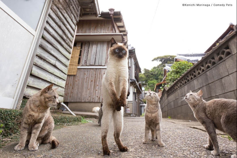 20 Finalists From The Comedy Pet Awards 2023 That Made People Crack Up