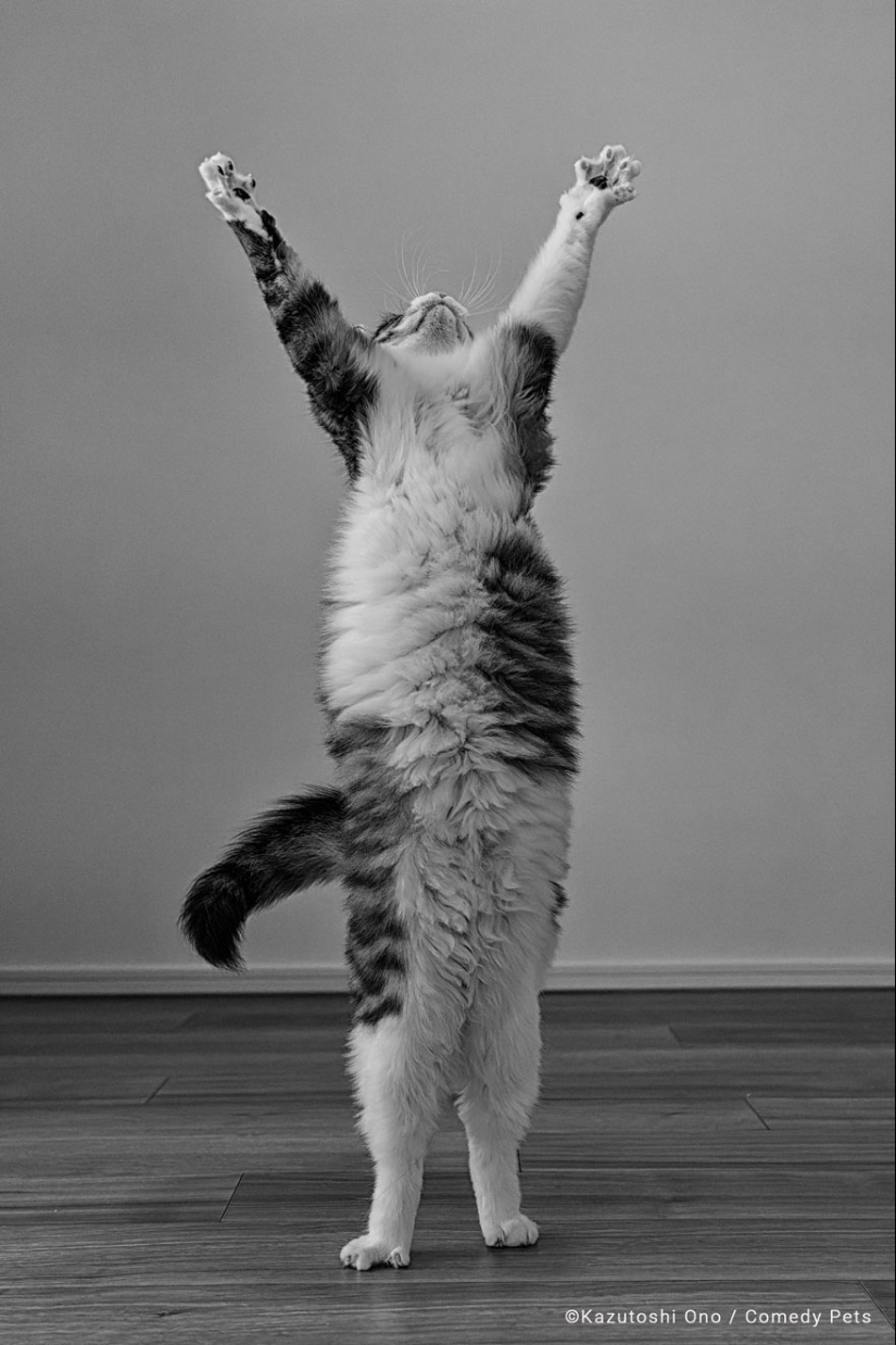 20 Finalists From The Comedy Pet Awards 2023 That Made People Crack Up
