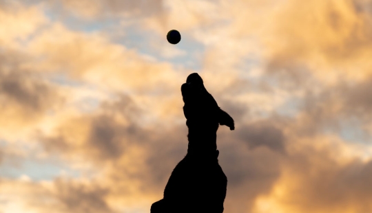 20 Finalists From The Comedy Pet Awards 2023 That Made People Crack Up