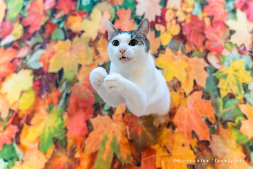 20 Finalists From The Comedy Pet Awards 2023 That Made People Crack Up