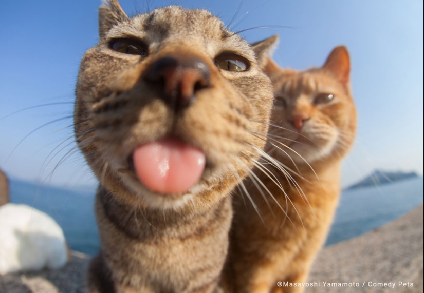 20 Finalists From The Comedy Pet Awards 2023 That Made People Crack Up