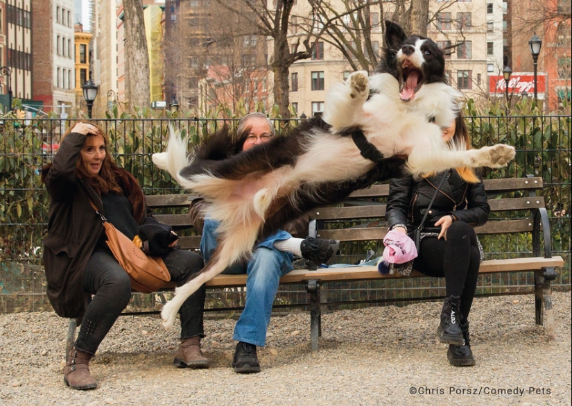20 Finalists From The Comedy Pet Awards 2023 That Made People Crack Up