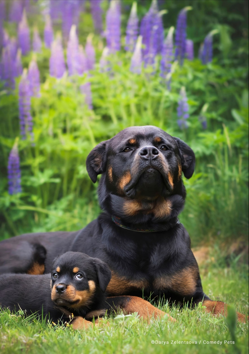 20 Finalists From The Comedy Pet Awards 2023 That Made People Crack Up